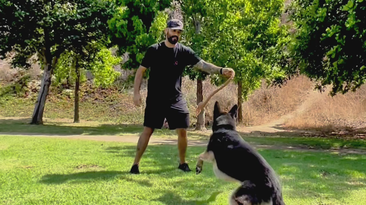 Load video: Dogs playing with natural coconut husk toys from Freya &amp; Dax, showcasing eco-friendly pet enrichment